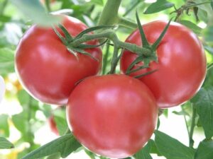 Three ripe tomatoes from the Tomato 'Grosse Lisse' 4" Pot hang on a vine amid lush green leaves.