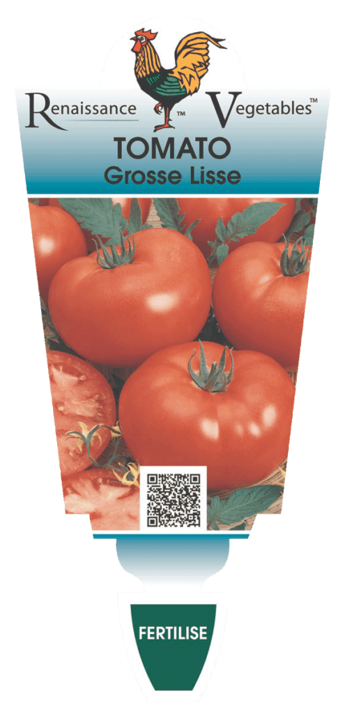 Tomato 'Grosse Lisse' 4" Pot