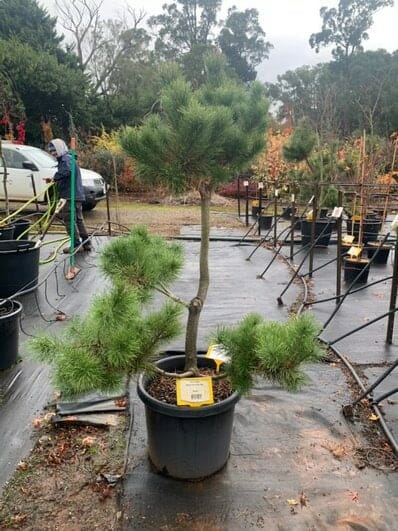 Pinus 'Japanese Black Pine' 20" Pot (Tree Art)