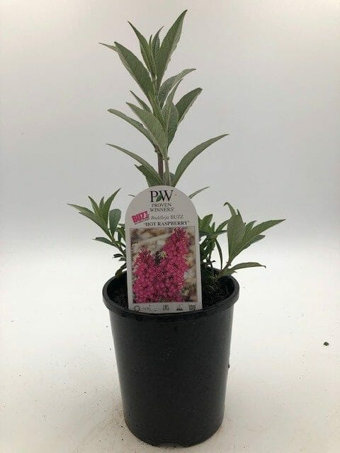 Buddleja 'Buzz™ Hot Raspberry' 6" Pot