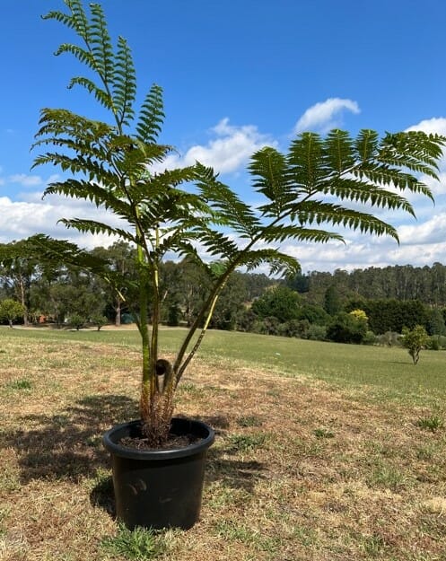 Hello Hello plants nursery melbourne victoria australia Cyathea cooperi ‘improved’ Coin spotted tree fern 40cm Pot