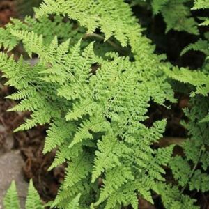 Close-up of lush green leaves from the Dryopteris 'Crispa Whiteside' Wood Fern in a 6" pot, showcasing intricate patterns, surrounded by some brown foliage.