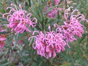 The Grevillea 'Amethyst', with its curly petals and narrow green leaves, thrives outdoors. Sold in a 6" pot, it's perfect for adding vibrant charm to your garden.