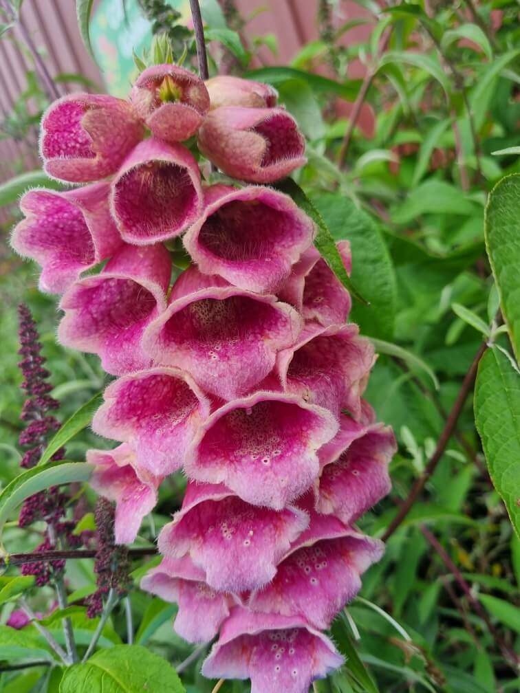 Digitalis 'Foxgloves Excelsior mix' 8" Pot