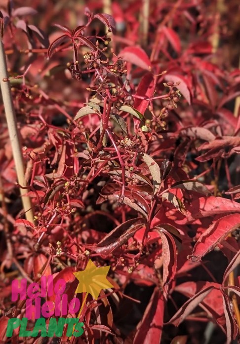 Parthenocissus henryana 'Chinese Virginia Creeper' 6" Pot