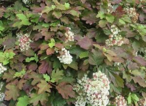 Hydrangea quercifolia 'Snowflake' in a 6" pot showcases dense clusters of white flowers and large, lobed green leaves with red tinges.