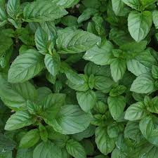 Close-up of vibrant green Mentha 'Mint Lemon' leaves densely layered in a 4" pot, highlighting their rich texture and serrated edges.