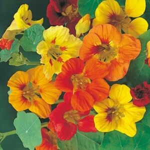 Nasturtium 'Trailing Mix' 4" Pot features vibrant red, orange, and yellow flowers with lush green leaves, blooming beautifully.