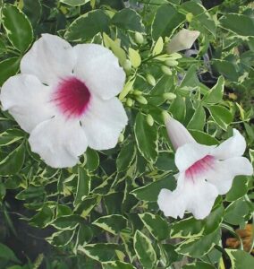 Pandorea jasminoides 'Charisma' in a 6" pot features two white, trumpet-shaped flowers with pink centers, green leaves edged in creamy white, and several unopened buds for a striking display.