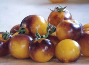 A collection of Tomato 'Blue Gold Berries' in a 4" pot features small, round tomatoes with mixed yellow and deep reddish-purple hues on a light surface, ideal for planting.