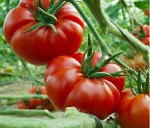 Close-up of Tomato 'Rouge de Marmande' 4" Pot, with ripe red tomatoes thriving on the vine in a lush garden setting.