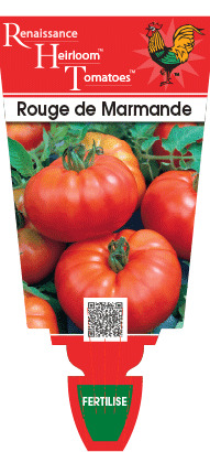 Tomato 'Rouge de Marmande' 4" Pot