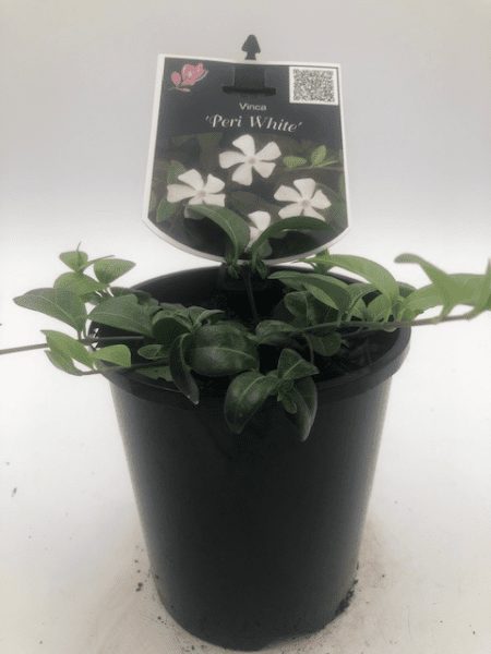 Vinca minor Peri White Periwinkle