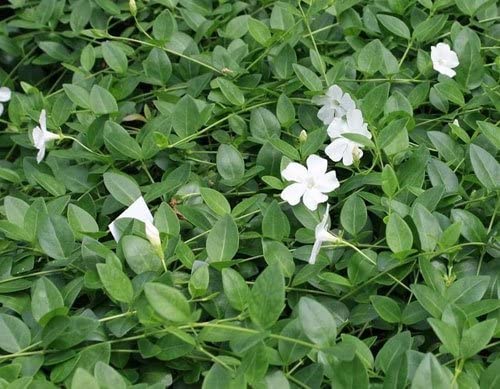 Vinca minor alba white periwinkle