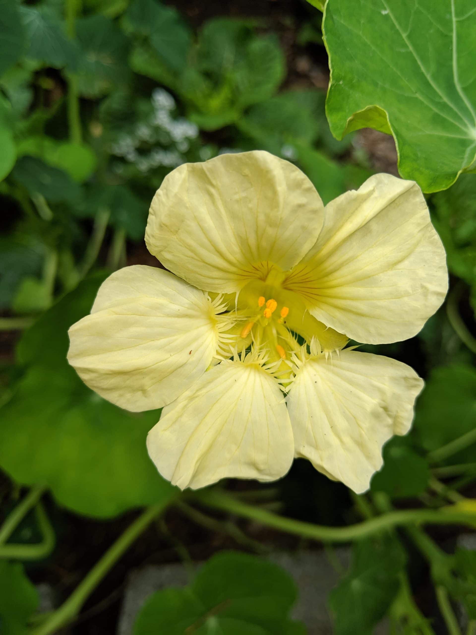 A Nasturtium 'Cream' in a 4" pot showcases a cream-colored flower with five delicate petals and vibrant orange stamen, surrounded by lush green leaves.
