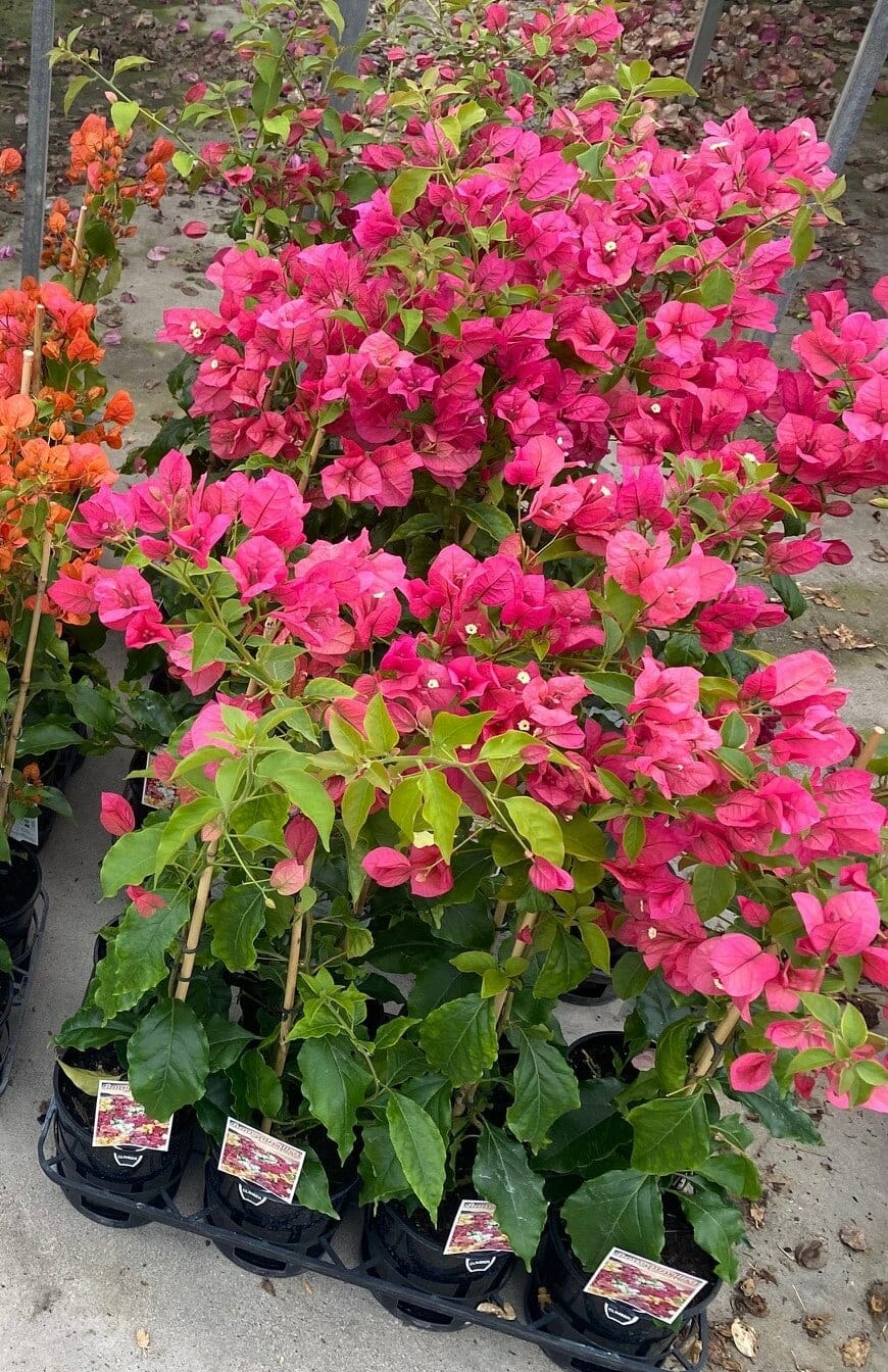 Bougainvillea 'Miami Pink' 6" Pot