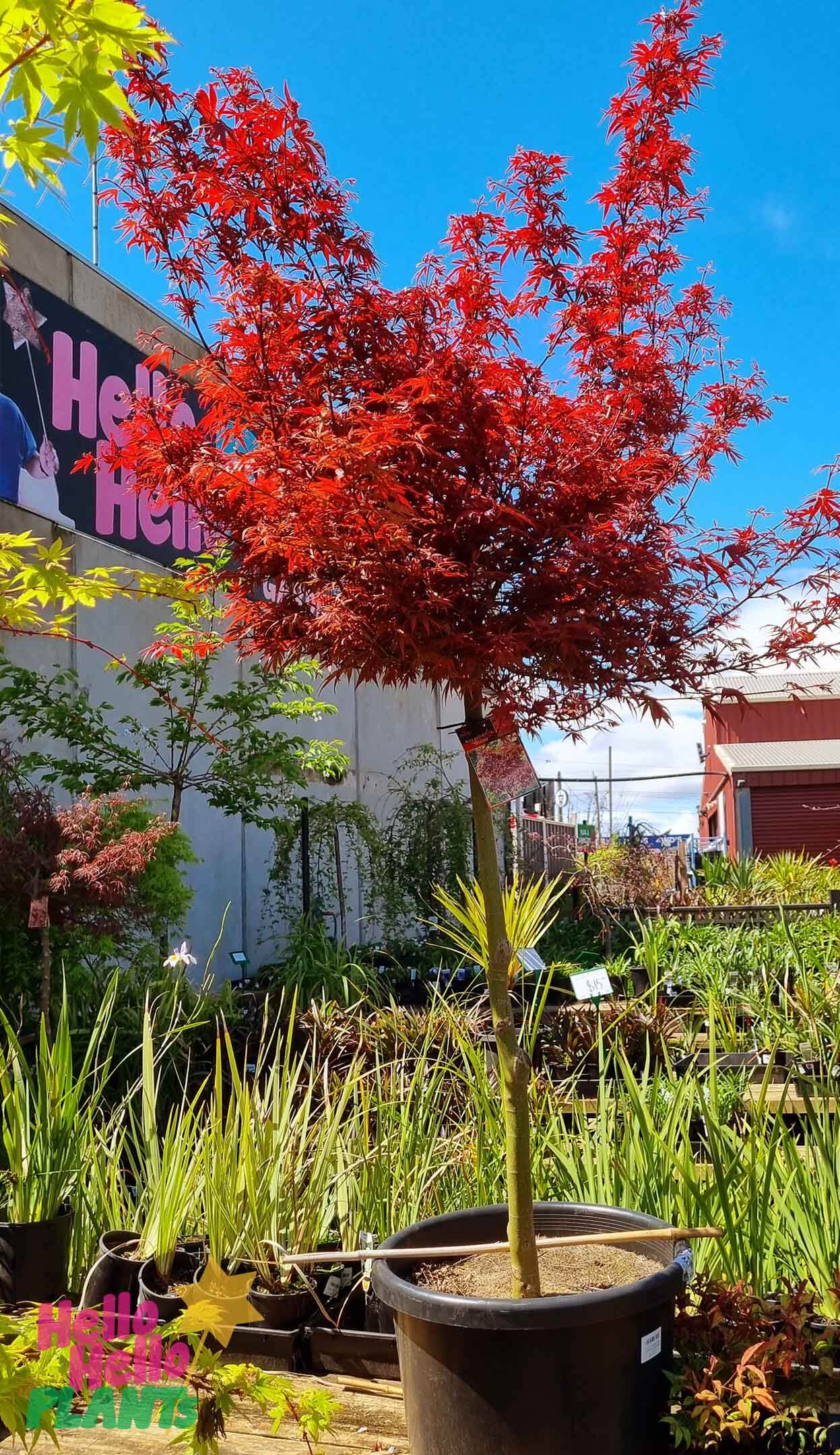 Acer 'Shaina' Japanese Maple 16" Pot (Standard)