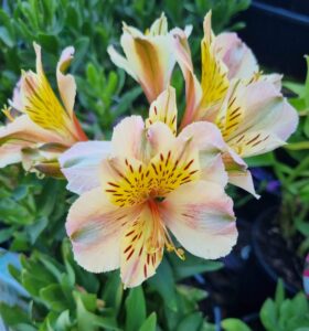 Close-up of pale yellow and pink Alstroemeria 'Fabiana' Princess Variety flowers in a 7" pot, with green leaves in the background.