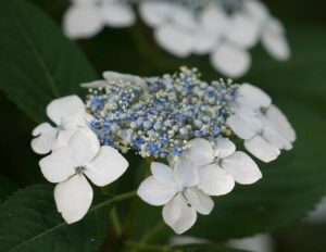 Close-up of Hydrangea 'Tokyo Delight' 6" Pot with white outer petals surrounding a cluster of small blue and white flowers, framed by vibrant green leaves.