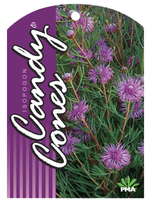 Isopogon 'Candy Cones' Coneflower 6" Pot