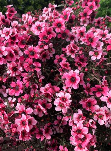 leptospermum nanum rubrum dwarf tea tree burgundy red