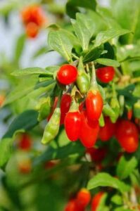 Bright red Lycium 'Goji Berry' fruits hang from green leafy branches in warm sunlight.