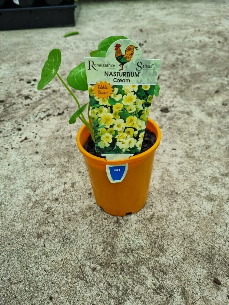 Nasturtium 'Cream' 4" Pot