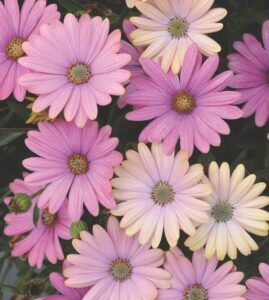 A cluster of Osteospermum 'Serenity™ Sunset' African Daisy from a 4" pot displays pink and light yellow daisy-like flowers with lush green foliage in the background.