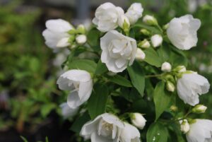 Close-up of white jasmine flowers with lush Philadelphus 'Manteau d hermine' blooms and green leaves in a garden setting.