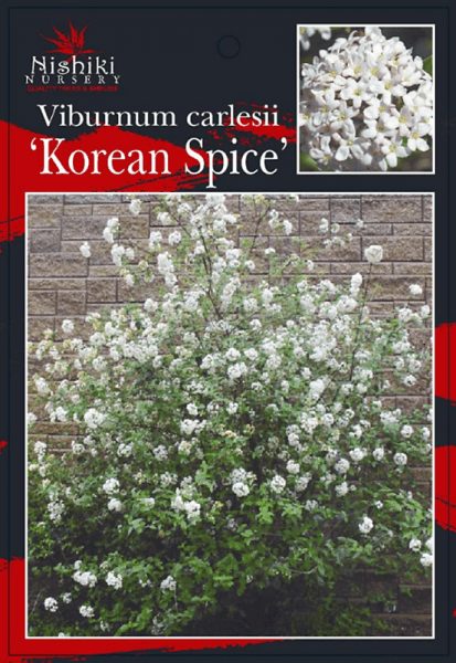 Viburnum 'Koreanspice Viburnum' 8" Pot