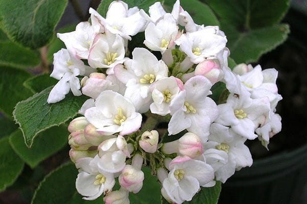 Close-up of white and pink Koreanspice Viburnum flowers with green leaves from the Viburnum 'Koreanspice Viburnum' in an 8" pot, perfect for adding beauty.