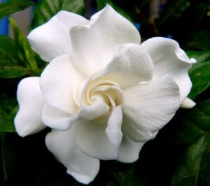 A Gardenia jasminoides 'Veitchii' in full bloom, nestled among lush dark green leaves in a 6" pot, showcases its elegant and fragrant petals, capturing nature's beauty up close.