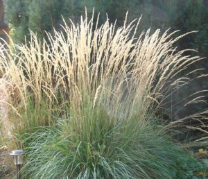Calamagrostis 'Karl Foerster' 15cm Pot features tall, upright ornamental grass with green blades and thin beige seed heads, ideal for dense outdoor garden displays.