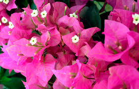 Close-up of Bougainvillea 'Miami Pink' flowers with white centers nestled among lush green leaves in a 6" pot.