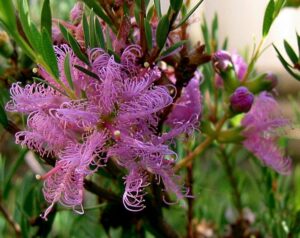 A close-up shot of vibrant pink Melaleuca 'Thyme leaf Honey Myrtle' flowers, with curly petals and lush green leaves in a garden setting.