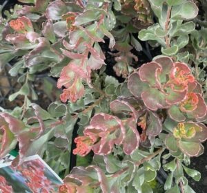 Close-up of Adenanthos 'Coastal Jug Flower' in a 6" pot, showing succulent plants with green leaves edged in pink and curly tip layered foliage. A partial view of the plant is visible.