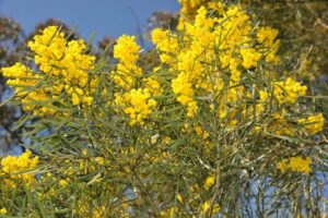 The vibrant Acacia 'Stringy Bark Wattle' in a 10" pot, with its bright yellow flowers and feathery leaves, contrasts beautifully against a clear blue sky.
