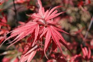 Acer 'Nishiki's Red Spire' Japanese Maple