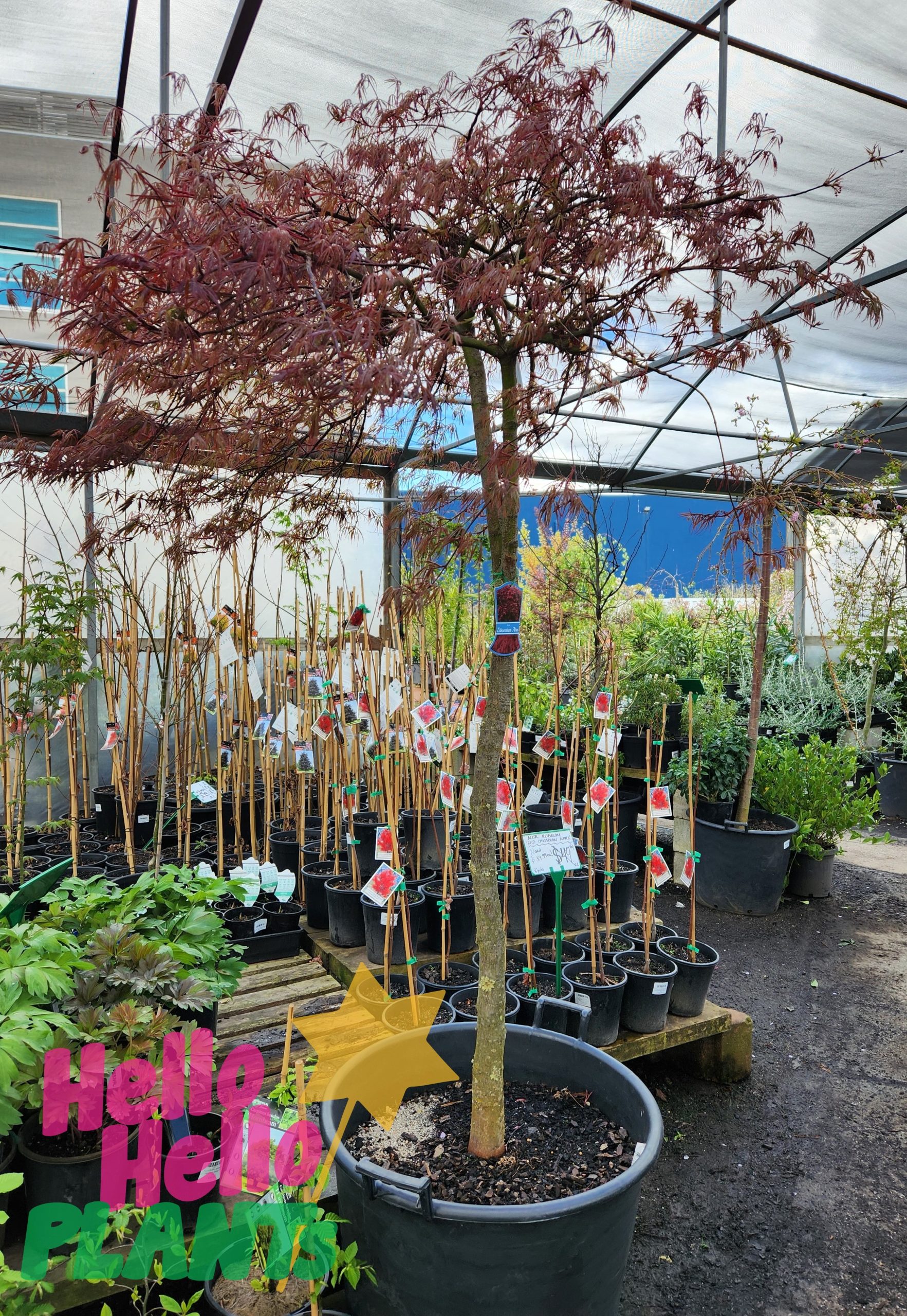 Acer palmatum dissectum atropurpureum Weeping Purple Japanese Maple advanced tree burgundy foligae