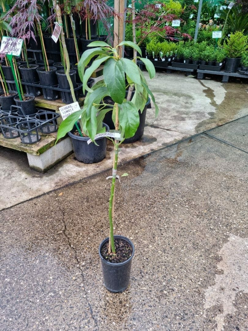 Persea 'Reed' Avocado 4L Pot