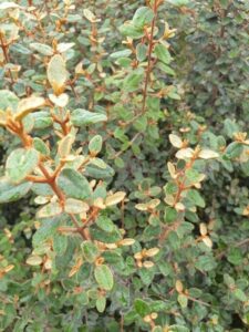 A close-up of densely packed green leaves, some lightly tinged brown, growing on thin upright stems of the Correa backhouseana 'Australian Fuchsia,' often found in a 6" pot, highlights its rustic elegance amidst lush foliage.
