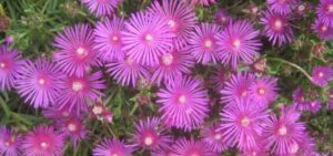 Close-up of Delosperma 'Pink' Ice Plant flowers in a 6" pot, featuring vibrant pink, thin radiating petals and small central cores.