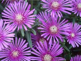 Close-up of the vibrant Delosperma 'Purple' Ice Plant flowers with slender purple petals and yellow centers, surrounded by lush green foliage in a 6" pot.