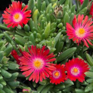The Delosperma 'Red' Ice Plant 6" Pot features red and pink blooms with yellow centers among green succulent leaves, ideal for adding vibrant color to any space.