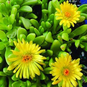 Three yellow Delosperma 'Yellow' Ice Plant flowers with pointed petals are nestled among lush green succulent leaves in a compact 6" pot.