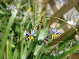 Close-up of Dianella caerulea 'Lakeview Green' in a 6" pot, showcasing small purple flowers with yellow stamens on a curving stem, surrounded by green leaves.