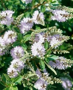 Clusters of light purple flowers with green leaves and narrow stems thrive beautifully in a dense, leafy setting with the Hebe 'Lake' 6" Pot.
