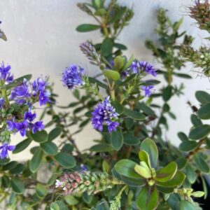 The Hebe 'Neverending Glory' 6" Pot features purple flowers and green leaves that flourish elegantly against a light background.