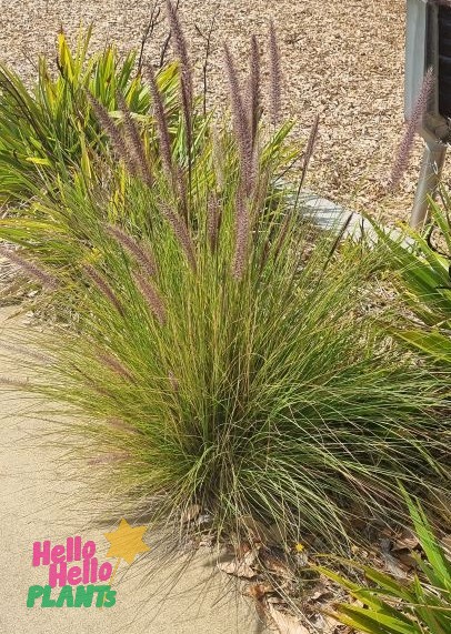 Pennisetum alopecuroides 'Swamp Foxtail Grass' 6" Pot