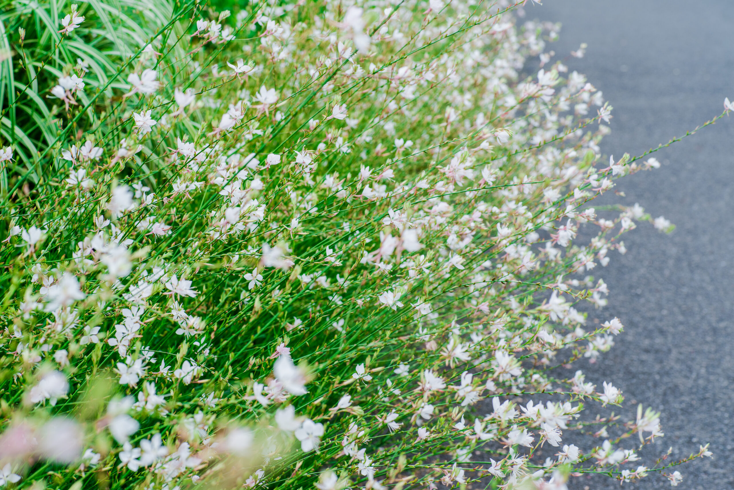 Gaura 'White' Butterfly Bush in an 8" pot features dense clusters of small white flowers with green stems, perfect for displaying beside a paved path.